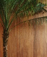 STRIATED_FRESCO