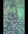 translucent shell shower doors