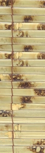 Tortoise Shell
