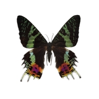 Butterfly Art