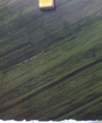 Verde Bamboo