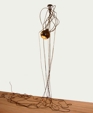 Nephila