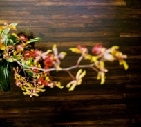 Wine Oak