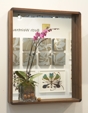 Wall*nut Mirror