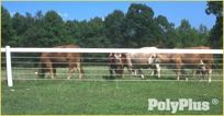 PolyPlus HTP Single Strand Horse Fencing