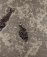Green River Fish Fossil (Honed)