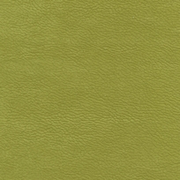 ALOE VERA 212024