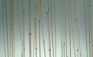 Glass- Botanica, Bamboo