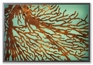 sea fan lightbox